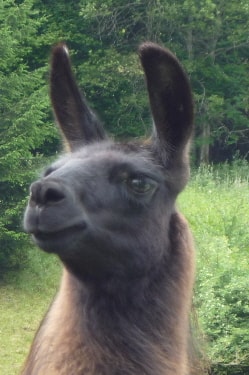 Lamazüchter