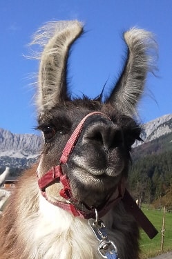 Lamazüchter