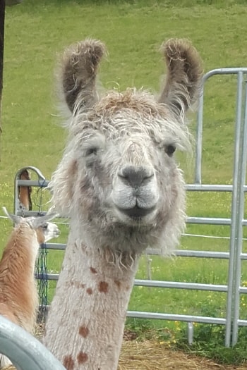 Lamazüchter