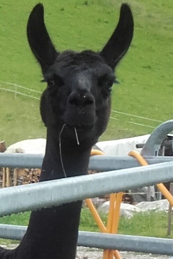 Lamazüchter