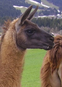 Lamazüchter