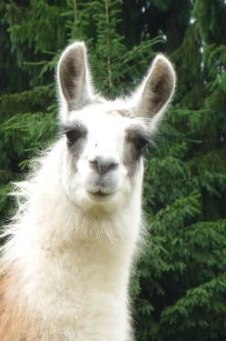 Lamazüchter