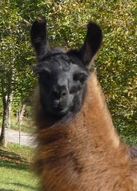 Lamazüchter