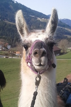 Lamazüchter