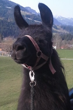 Lamazüchter