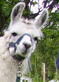 Lamazüchter