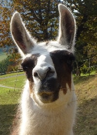 Lamazüchter