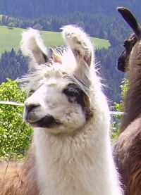 Lamazüchter