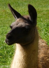 Lamazüchter