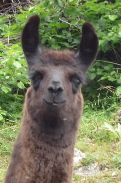 Lamazüchter
