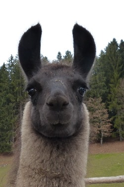 Lamazüchter
