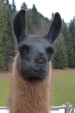 Lamazüchter