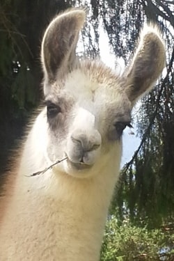 Lamazüchter
