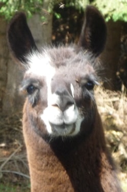 Lamazüchter