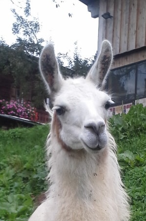 Lamazüchter