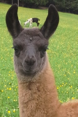 Lamazüchter