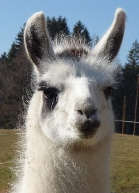 Lamazüchter