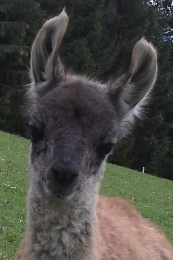 Lamazüchter