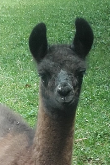 Lamazüchter