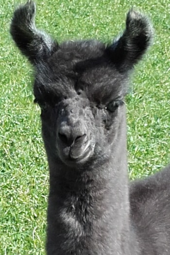 Lamazüchter
