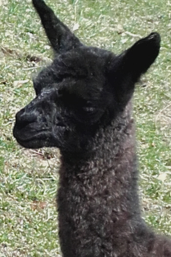 Lamazüchter