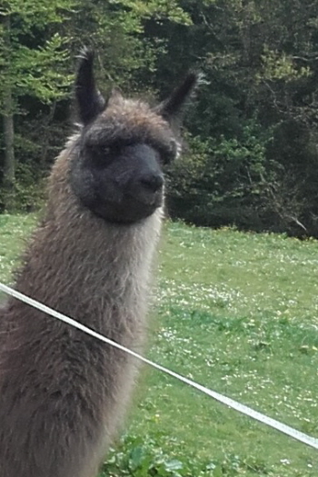 Lamazüchter