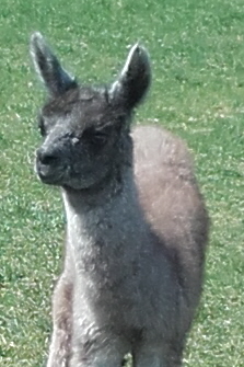 Lamazüchter