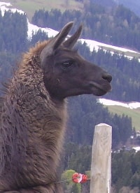 Lamazüchter