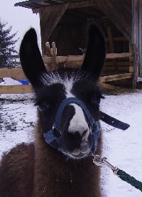 Lamazüchter