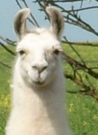 Lamazüchter
