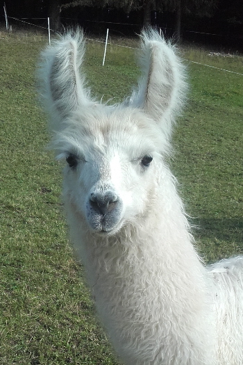 Lamazüchter