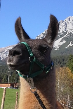 Lamazüchter