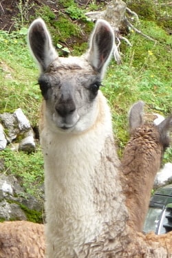 Lamazüchter