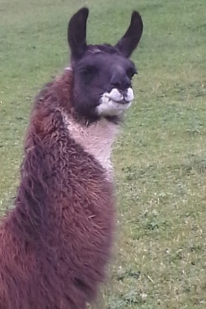 Lamazüchter