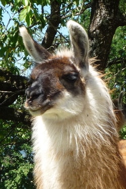 Lamazüchter