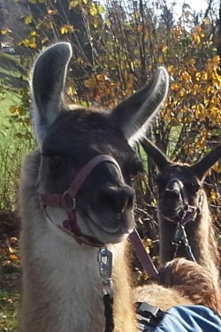 Lamazüchter