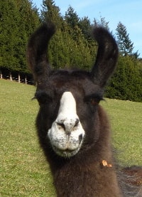 Lamazüchter