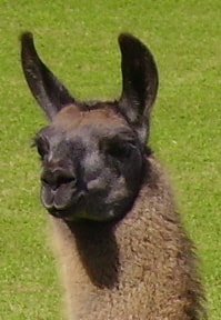 Lamazüchter