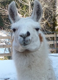 Lamazüchter